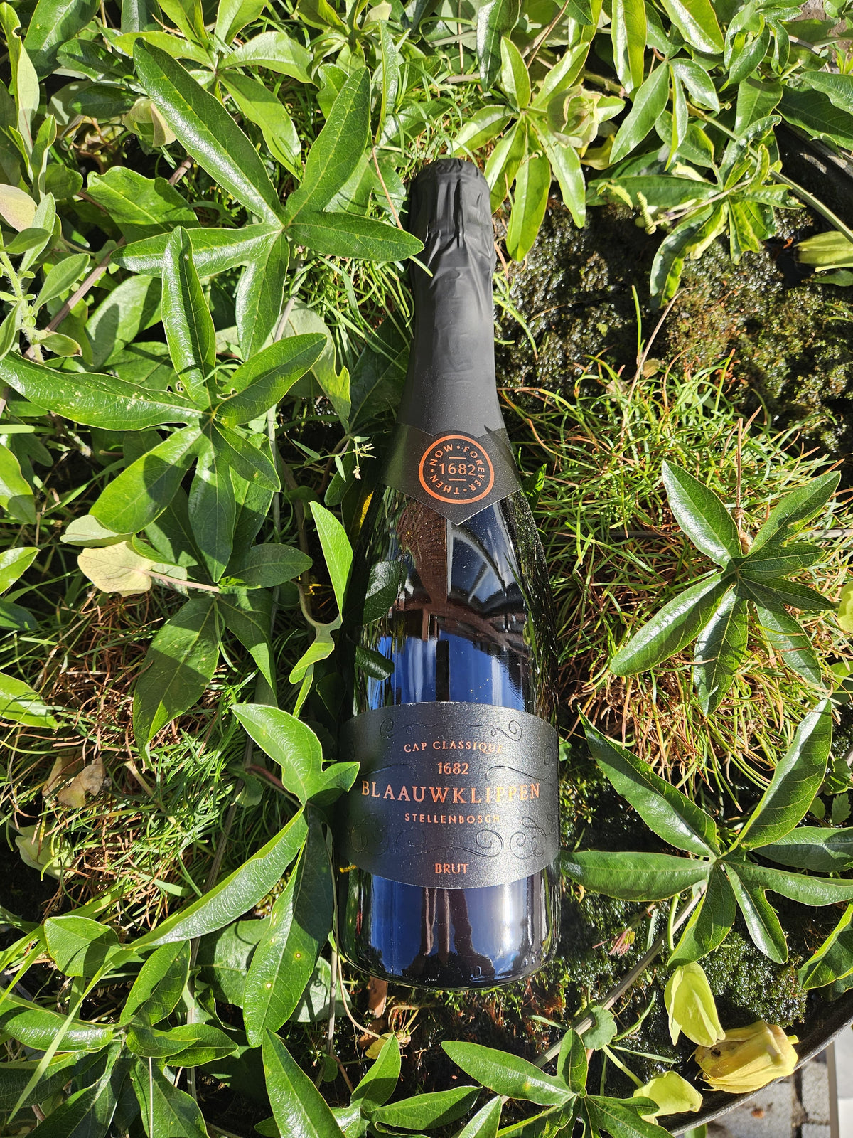 Blaauwklippen Brut MCC 2022